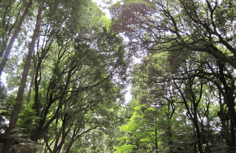 Sunlight filtering through a dense green forest canopy.